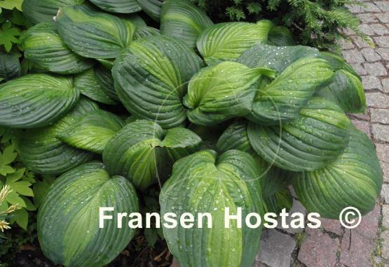 Hosta Avocado